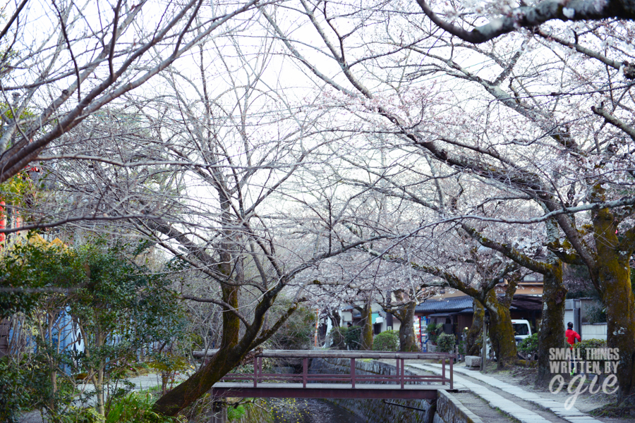 Sakura Philosopher Path